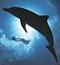 L'avatar di DolphinA